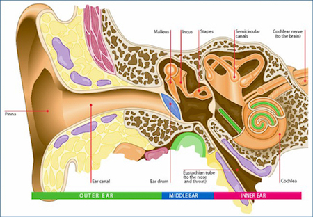 Vestibular system - Atlanta Institute for ENT